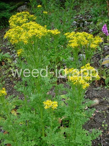 ragwort, tansy
